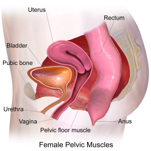 pelvic floor, pelvic floor muscles, kegel, pregnancy, birth, pushing